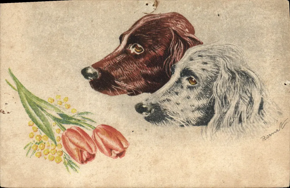 Dois cães — com buquê de tulipas e mimosa — desenho de Bernalet - Frente