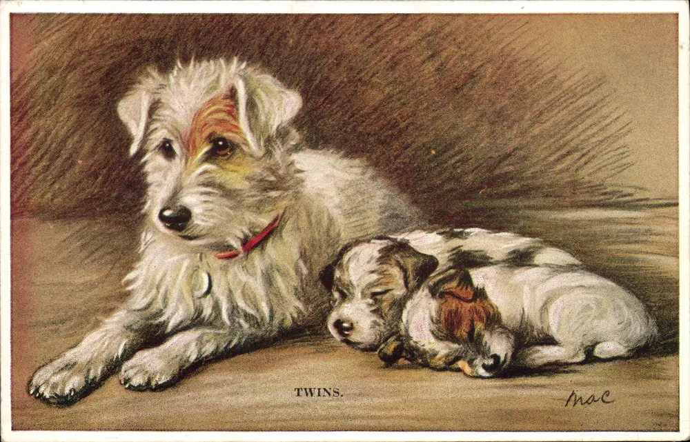 Szczury bliźniaki — Mac — wydawca Valentine's Postcard - Awers