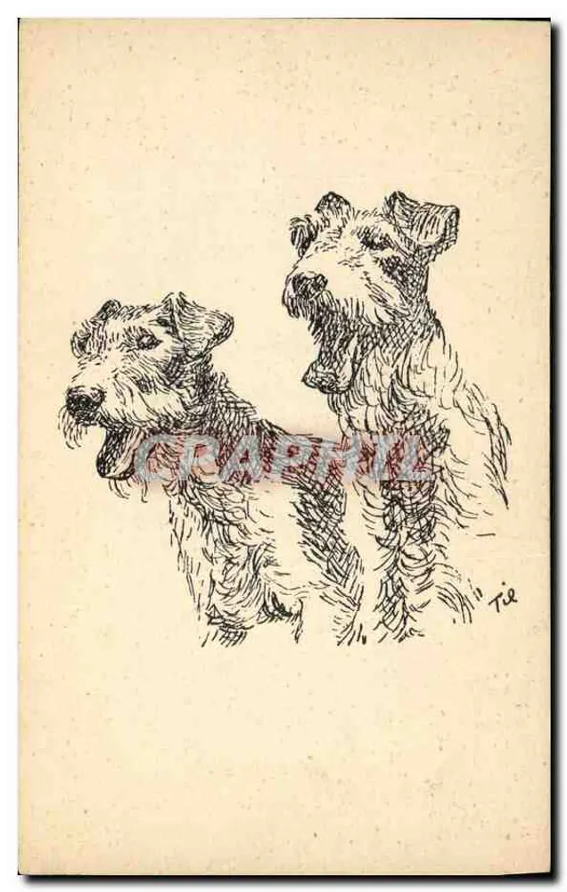 Dois cães — desenho a tinta — T. Tie - Frente