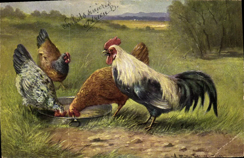 Poules et coq — scène de ferme — éditeur Müller & Cie, série 236 - Frente