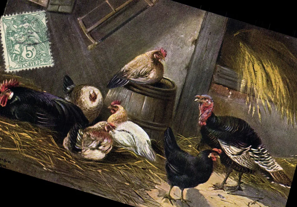 Galinhas e pavos em uma granja — T.S.N. Série 479, 6º Temas — editor T.S.N. - Frente