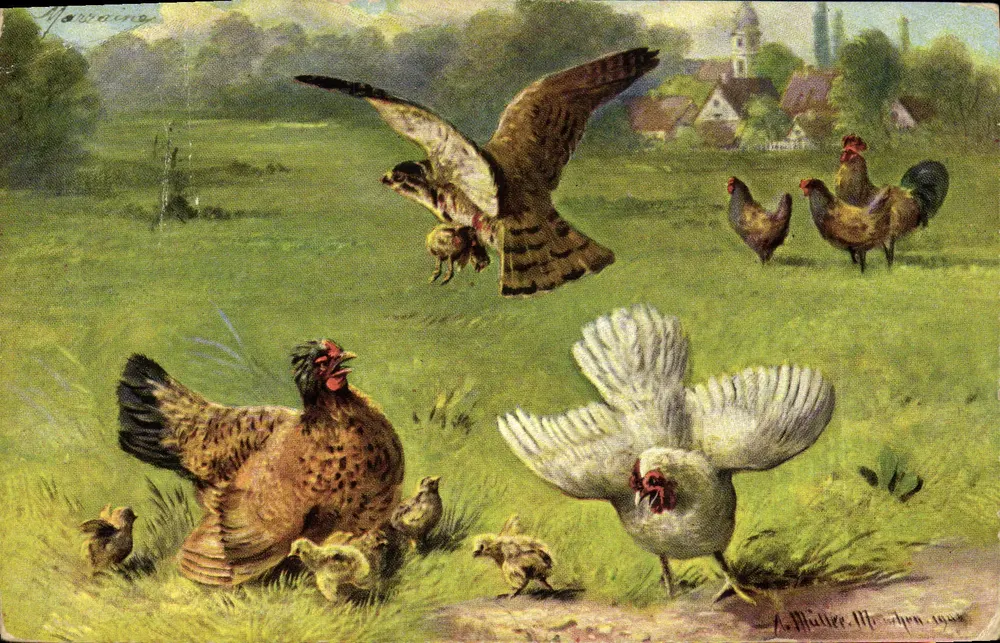 Chasse de l'aigle — scène de ferme avec poules et poussins — A. Müller, München 1904 - Awers