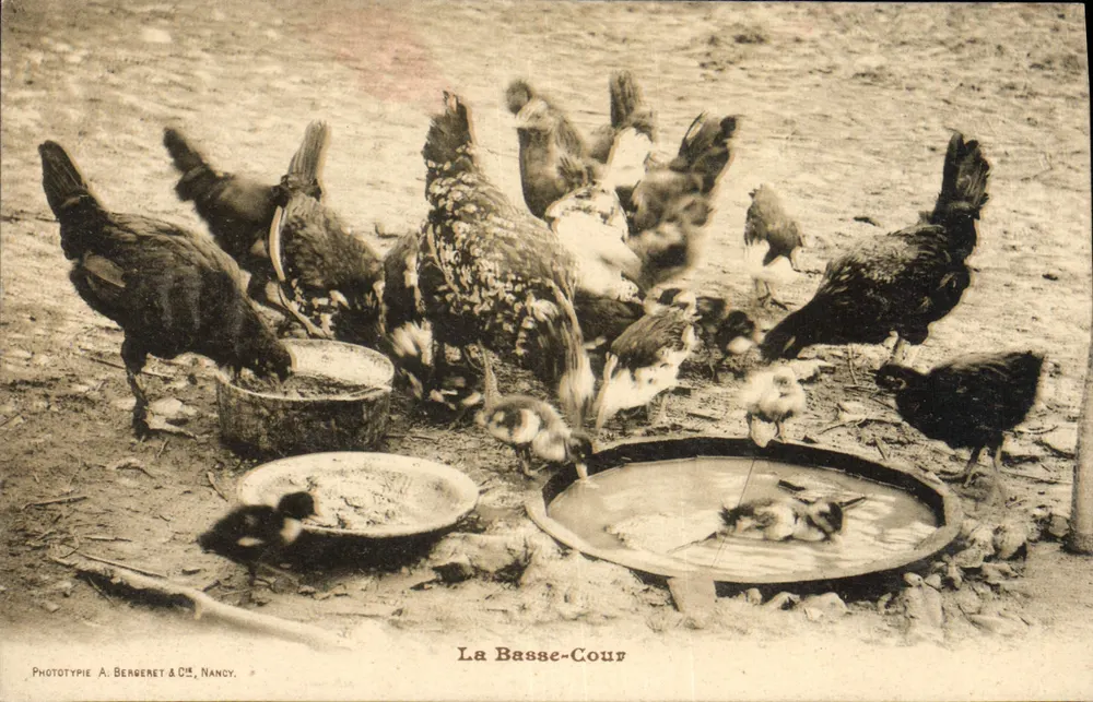 A Basse-Cour — Galinhas e pintos — Fototipia A. Bergeret & Cie, Nancy - Frente