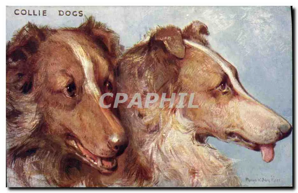 Dois Collies — Tuck's Post Card n° 9534 — Raphael Tuck & Sons - Frente