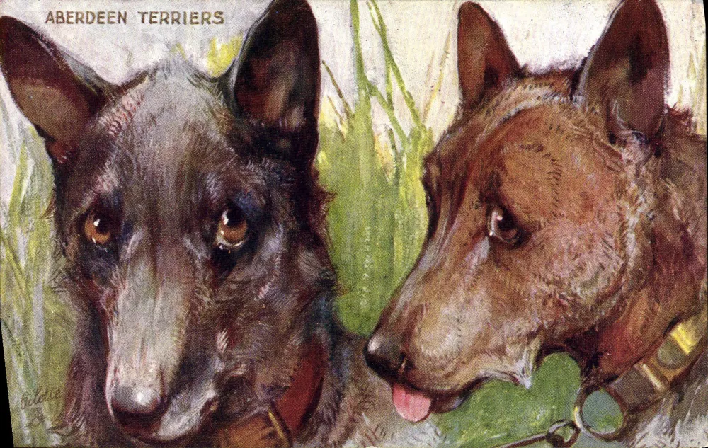 Aberdeen Terriers — Tuck's Post Card n°9534 - Frente