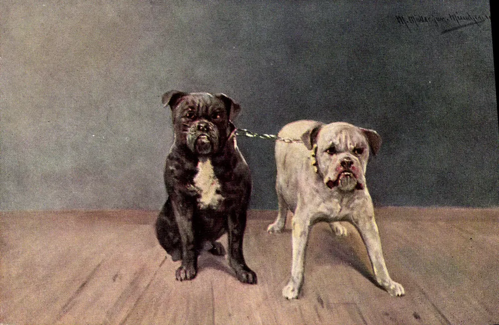 Dois bulldogs — um negro sentado, um branco de pé — por M. Motteguy, editor, série 425 - Frente