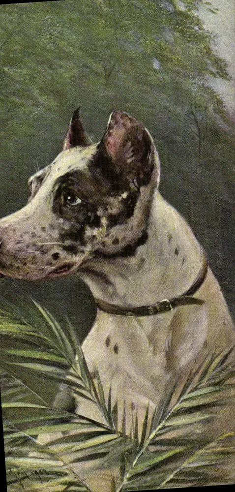 Pies rasy — Great Dane — seria 1198, Theo Stroefers, Nürnberg - Awers