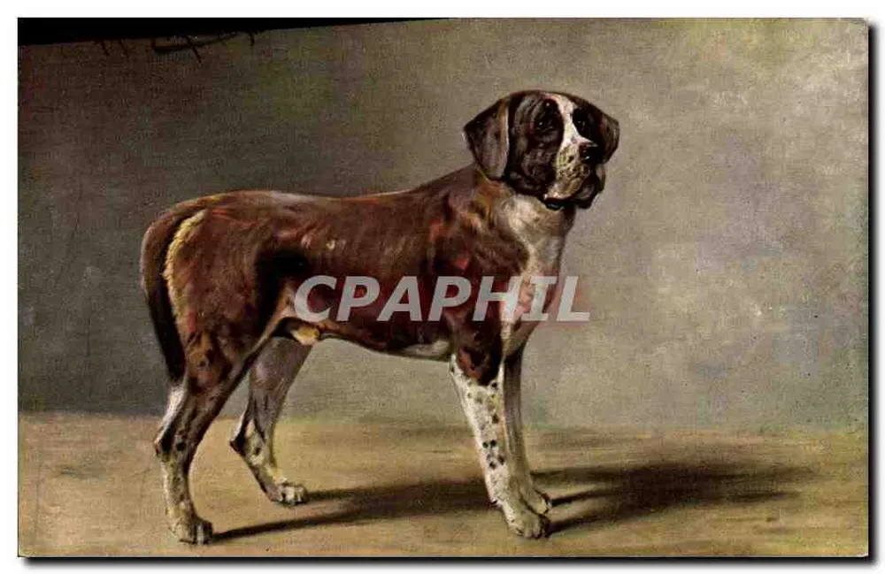 Cão de caça — retrato — série 425, editor não identificado - Frente