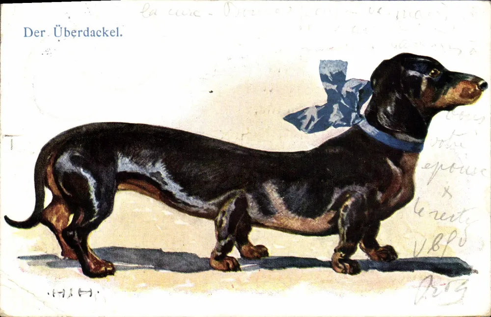 Dachshund — portrait d'un chien noir et brun avec écharpe bleue — éditeur T.H.A.H. et n° 4000 - Frente
