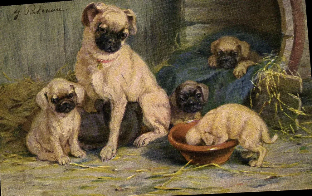 Pug na fazenda — desenho assinado 'y Palevonne' — editor Union postale universelle, série 13 - Frente