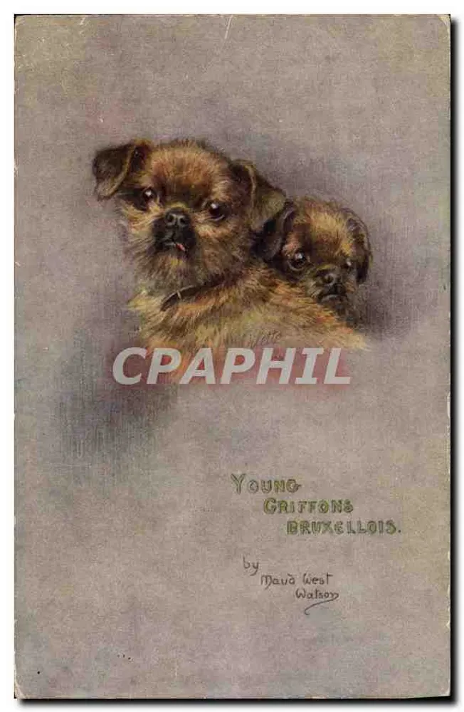 Zwei junge Brüsseler Greifhunde — von Maud West Watson — Verlag Tuck & Sons - Vorderseite