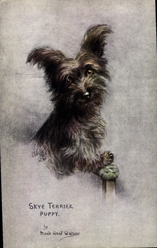 Perrito Skye Terrier — por Maud West Watson — Tuck's Post Card, serie N° 8831 - Anverso