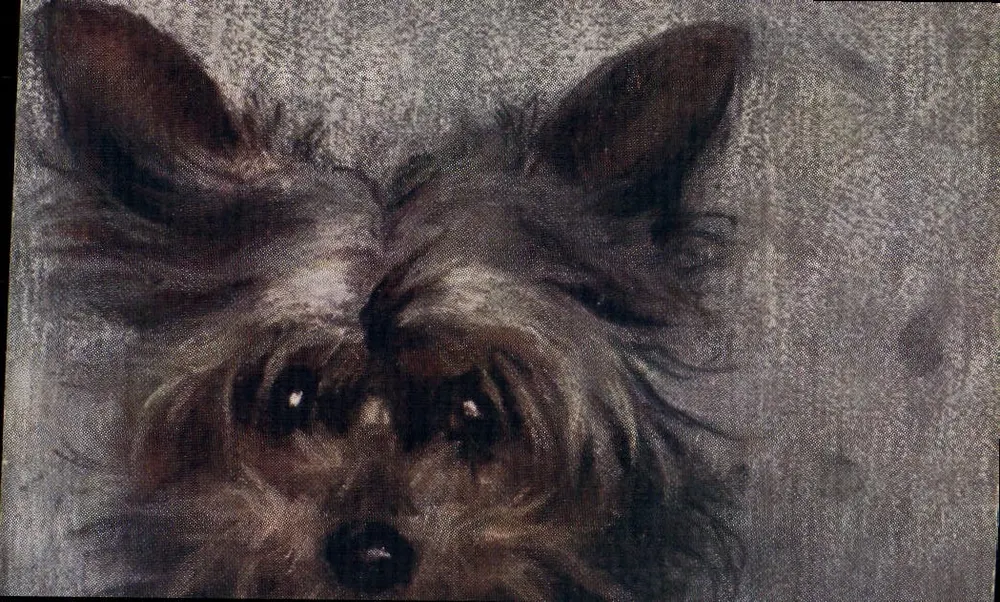 Yorkshire Terrier — Tuck's Post Card N° 0482 — Raphael Tuck & Sons - Vorderseite