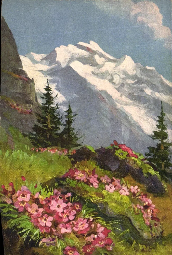 Silene acaulis - Zwergleimkraut — STF Nr. 223 — Schweiz - Vorderseite