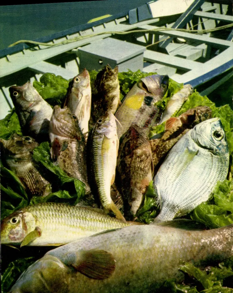 Die Fische und das Rezept für echte Bouillabaisse — Editions Jean-Jaurès - Vorderseite