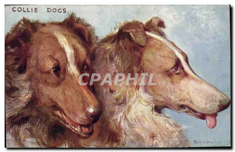 Dois Collies — Pintura de Bilette — Tuck's Postcard - Frente