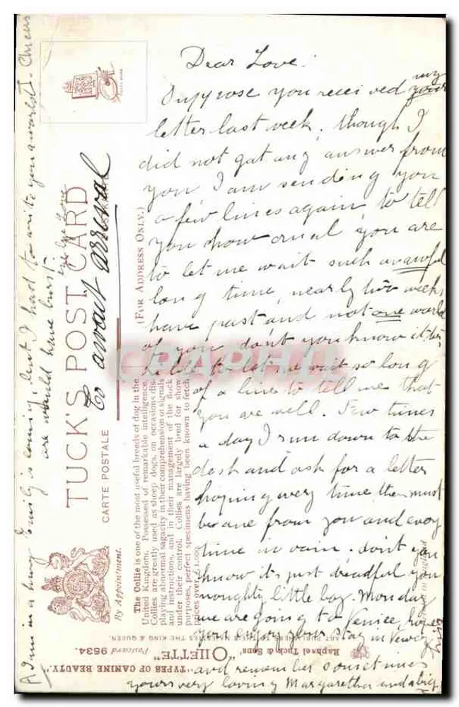 Dois Collies — Pintura de Bilette — Tuck's Postcard - Verso