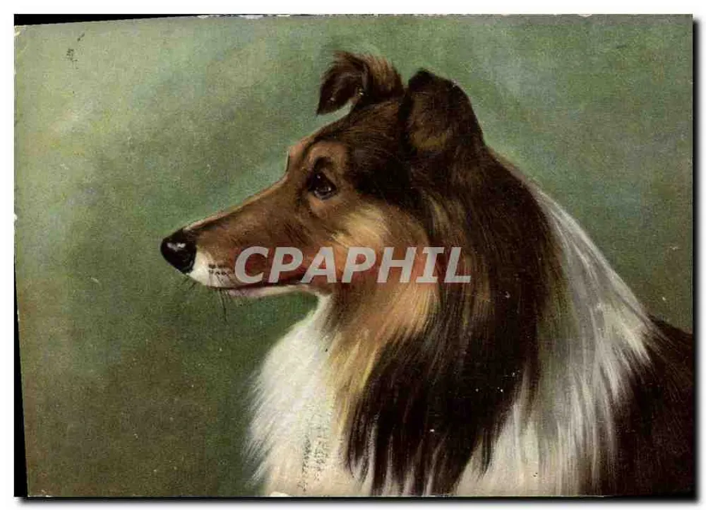 Cão da raça Collie — retrato — editor N. F. ETOIRES PARIS SÉRIE 825 - Frente