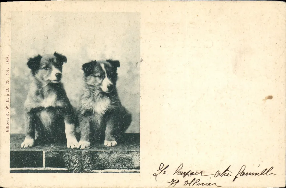 Dois filhotes de border collie — Editora J. W. H. & B. No. 504 — 1898 - Frente