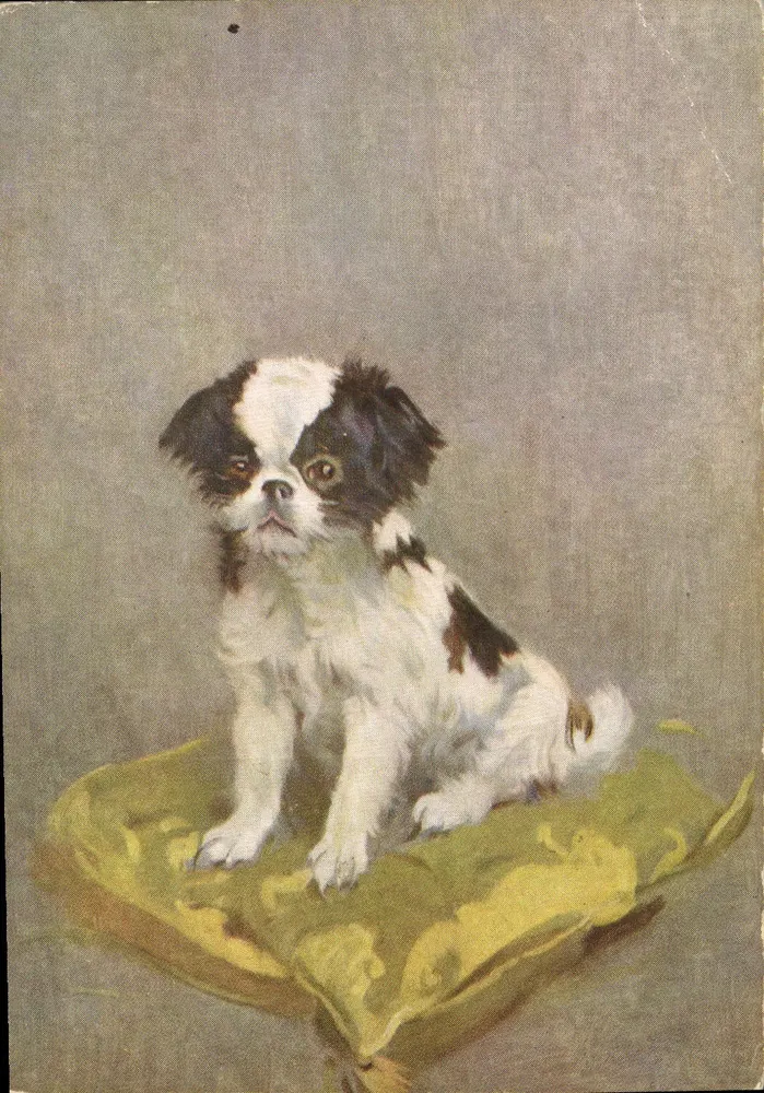 Cão japonês — retrato — DE RESZKE Cigarettes, n°15 - Frente