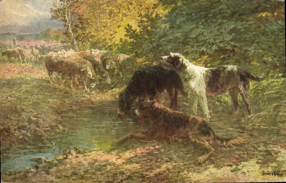 Hunde und Schafe — Serie 519 — Marie CALYÈS, gedruckt in Paris - Vorderseite