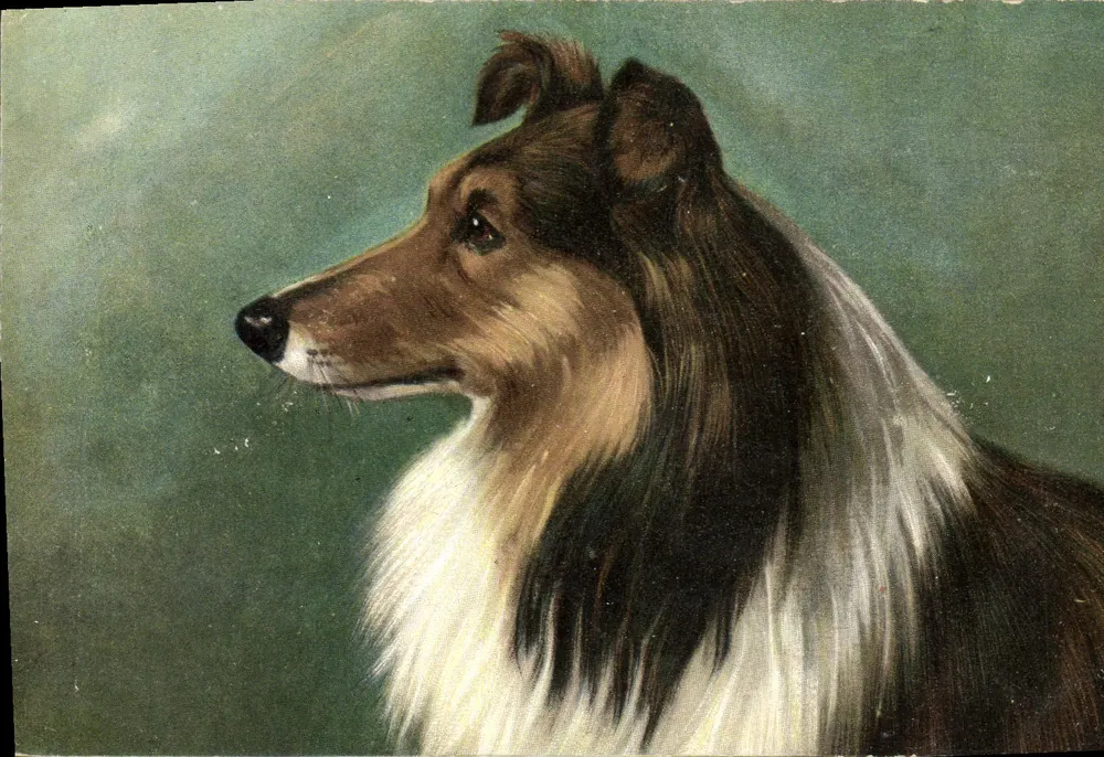 Cão da raça Collie — retrato — R.F. Éditeurs, Paris, série COS - Frente