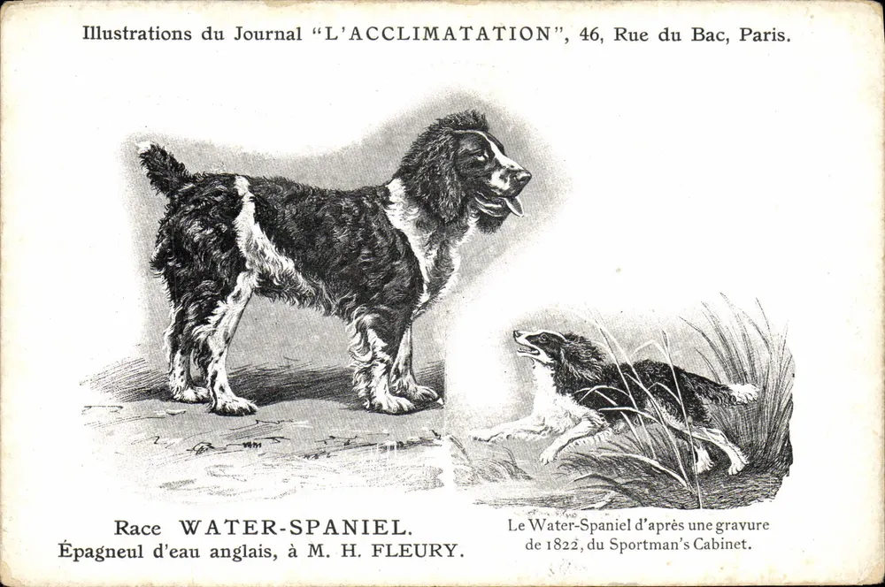 Water-Spaniel — Englischer Wasserhund — Illustrationen aus der Zeitschrift 'L'ACCLIMATATION', 46, Rue du Bac, Paris. - Vorderseite