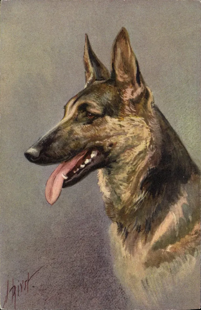 Niemiecki pies — portret — J. Hirdt, nr 102 - Awers