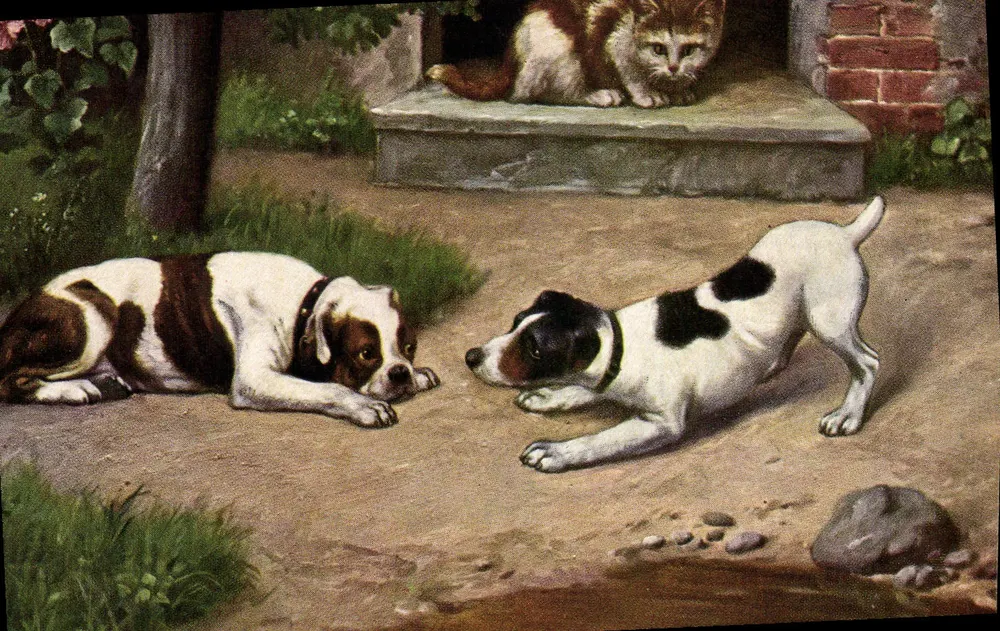 Dois cães e um gato — cena de jardim — editor não visível - Frente