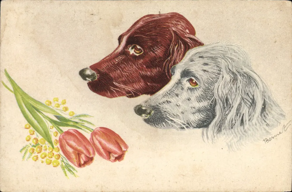 Dois cães — com buquê de tulipas e mimosa — desenho de Bernelet - Frente