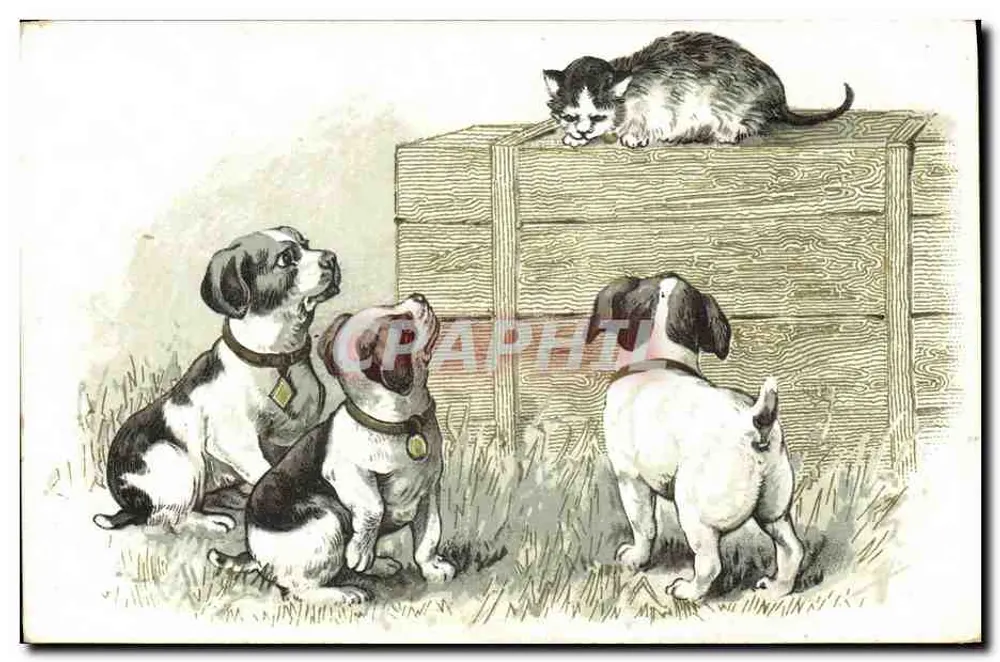 Cães e gato — cena animal — carta postal n°1260 - Frente