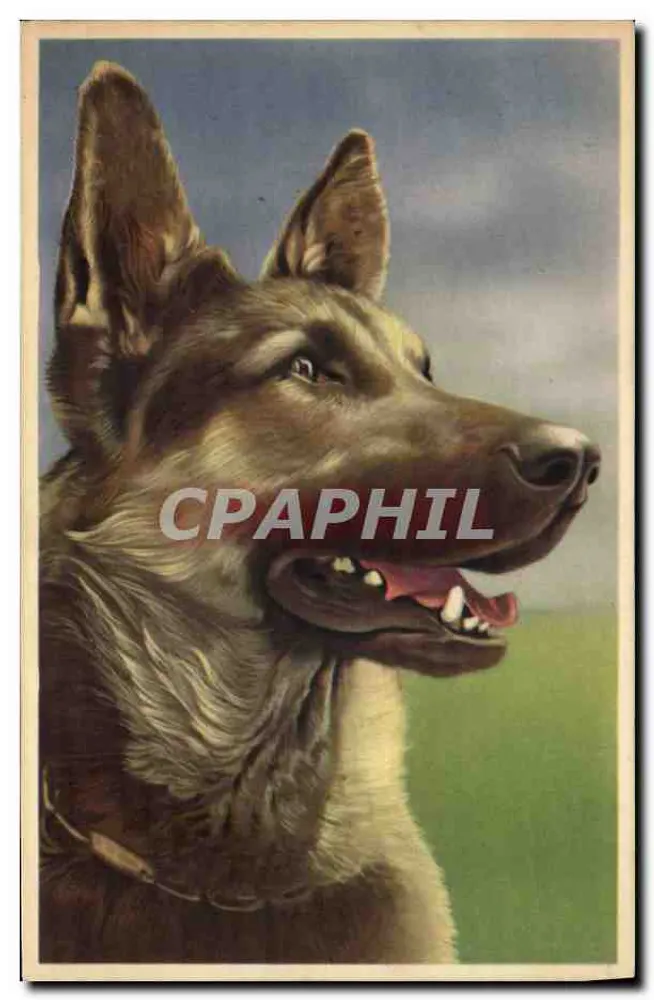 Cão pastore alemão — retrato — editor desconhecido, n° de série 548 - Frente
