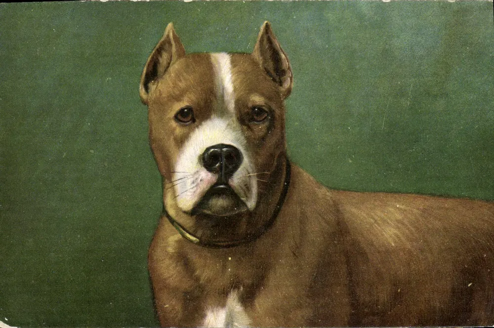 Chien — portrait — éditeur R.F. Éditeur Paris N° 300 - Awers