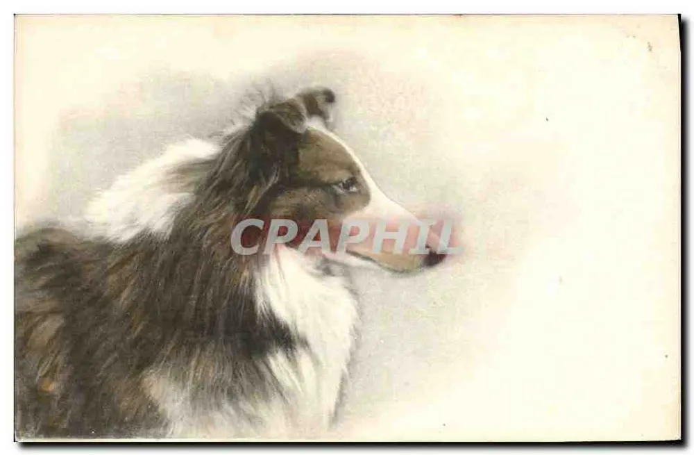 Cão da raça Border Collie — retrato — editor desconhecido, número de série não visível - Frente