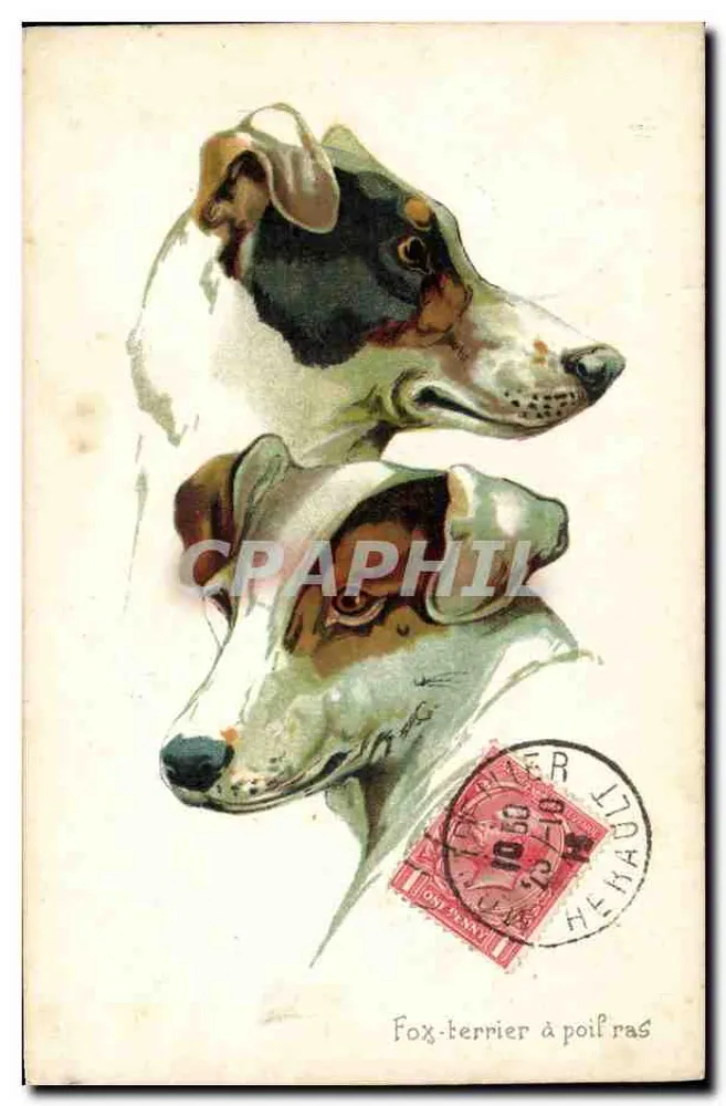 Fox-terrier sem pelagem — ilustração — editor desconhecido - Frente