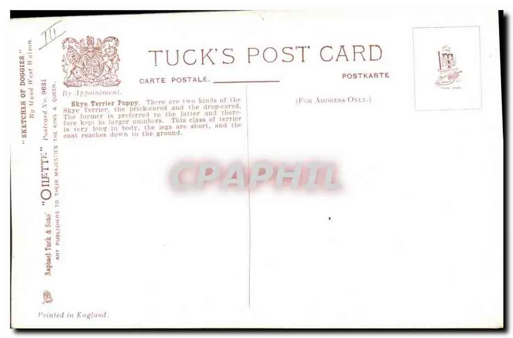 Skye Terrier Puppy — por Maud West Watsop — Tuck & Sons, série 9631 - Verso