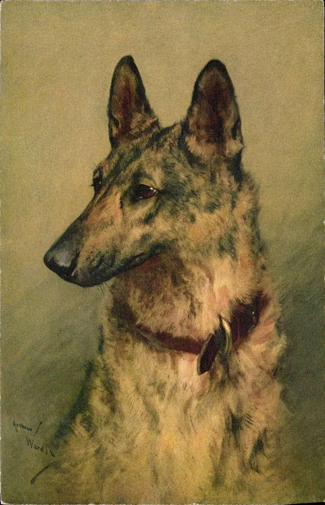Retrato de cão alemão — obra de Wardis — editor STZF, n° 110 - Frente
