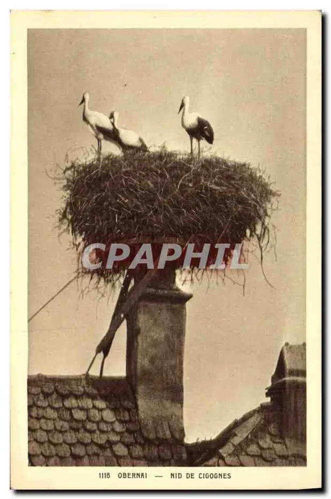 Obernai — Ninho de corujas — Edição Mely, Imp. Braun - Frente