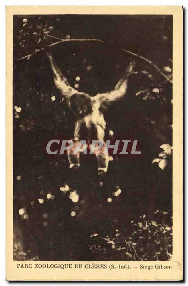 Zoologischer Park von Clères (S.-Inf.) — Gibson-Affe - Vorderseite
