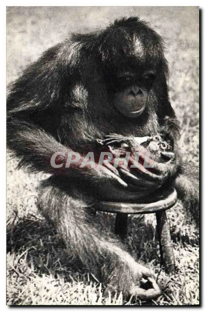 Chimpancé hembra y su cría — COMITÉ NATIONAL DE L'ENFANCE, París - Anverso