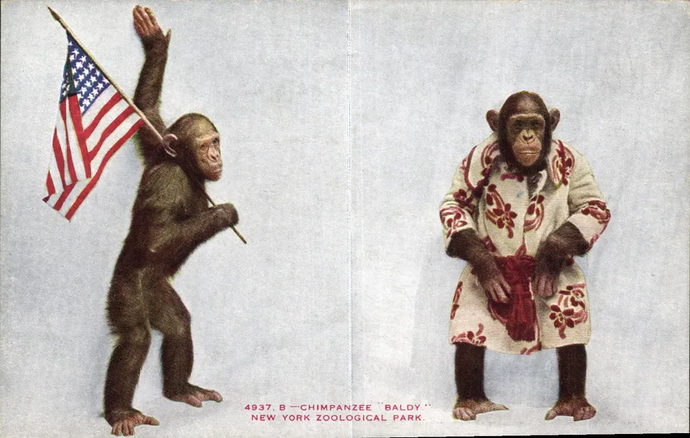 Schimpanse "Baldy" — New York Zoological Park — Verlag NYZP, Nr. 4937.B - Vorderseite