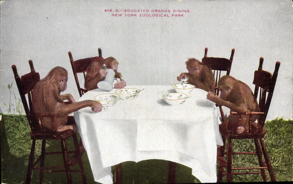 Erzogene Orang-Utans beim Abendessen — New York Zoological Park — Verlag NYZP, Nr. 416.B - Vorderseite