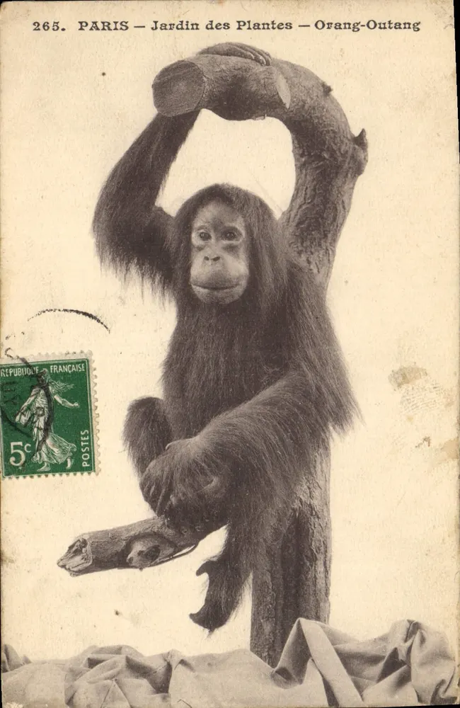PARIS — Jardin des Plantes — Orang-Outang — Photo-Mechanisch - Vorderseite
