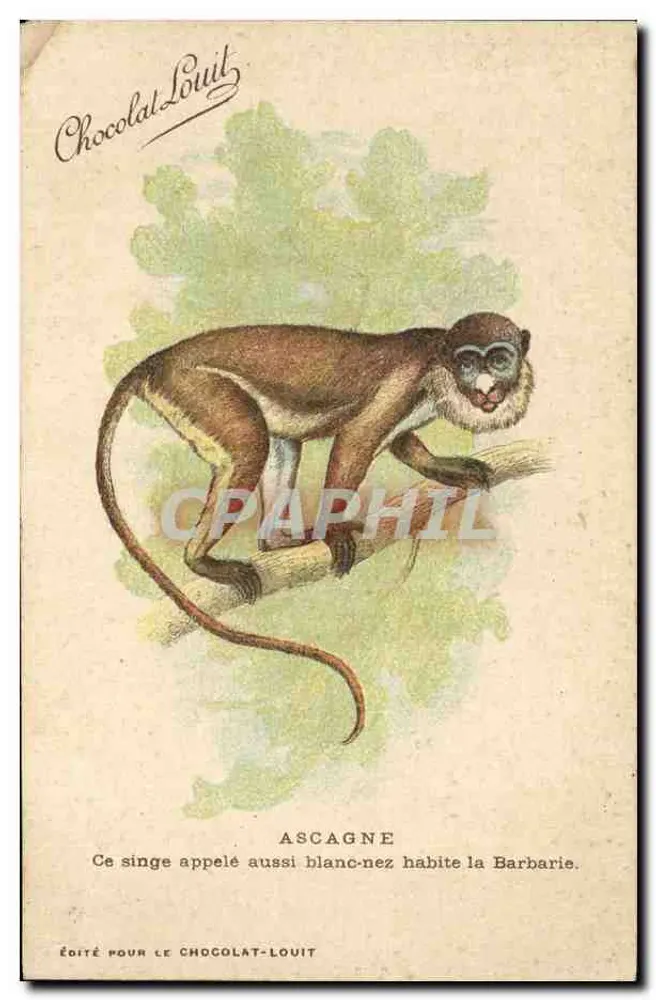 Ascagne — chimpancé blanc-nez en Barbaria — editado para Chocolat-Louit - Anverso
