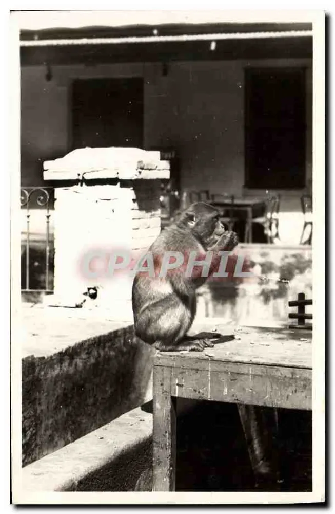 Blida - Type de singe en liberté — Édition « La Cigogne », Alger - Recto