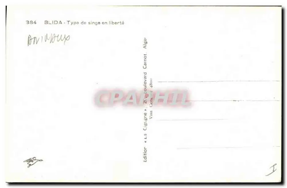 Blida - Type de singe en liberté — Édition « La Cigogne », Alger - Verso