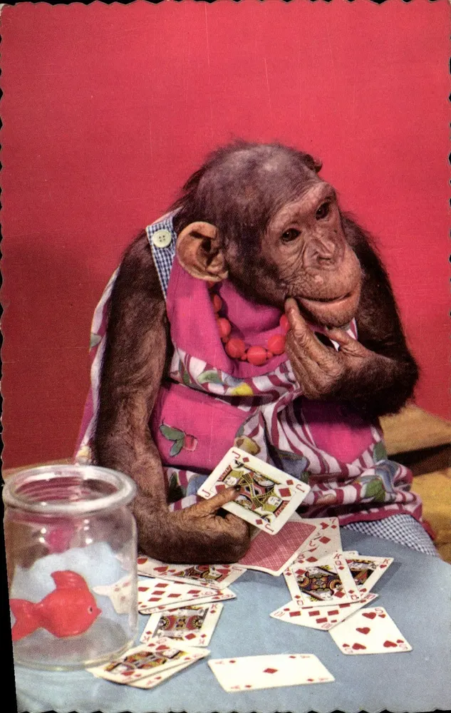 Chimpanzé vestido de senhora jogando cartas — editor Photoclichom, n°1806 - Frente