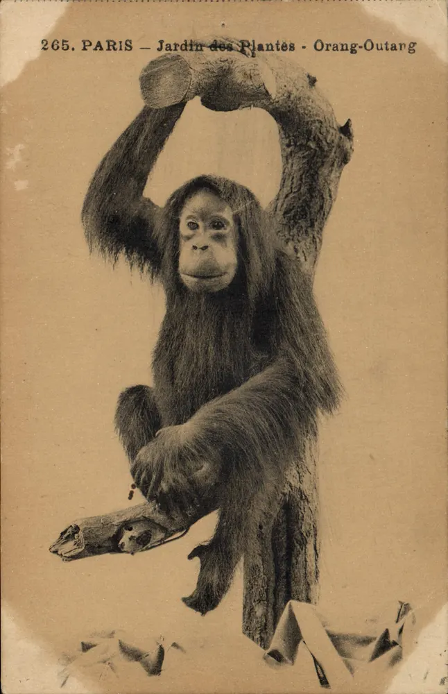 Paris – Jardin des Plantes – Orang-Utan — Verlag I.P.M. n°265 - Vorderseite