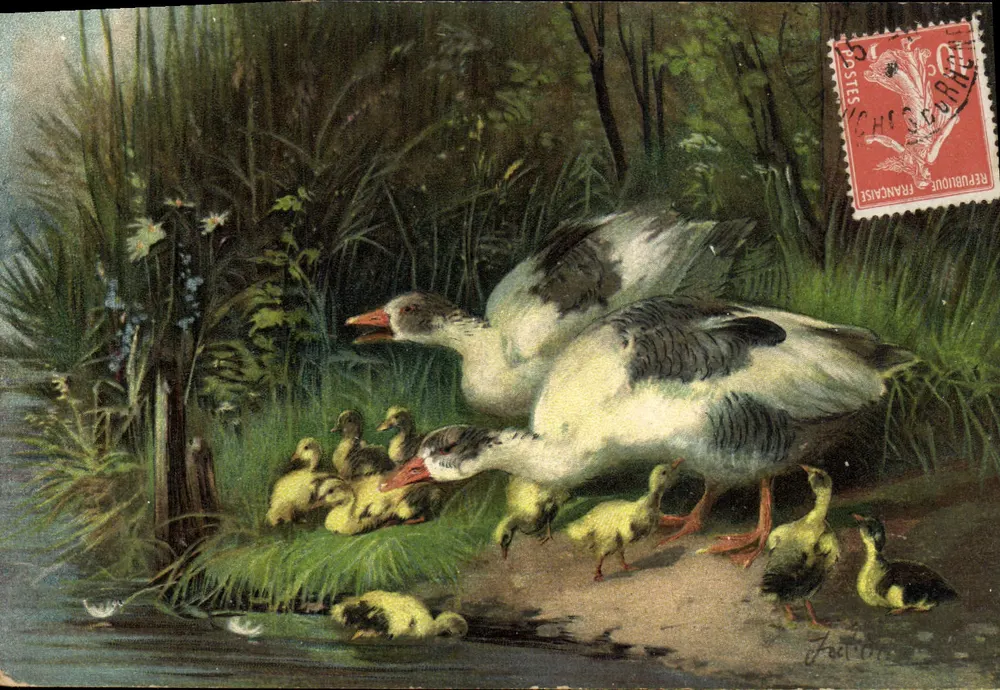 Gans e pequenos gans em um lago — ilustração de J. Fectore — editor não visível - Frente