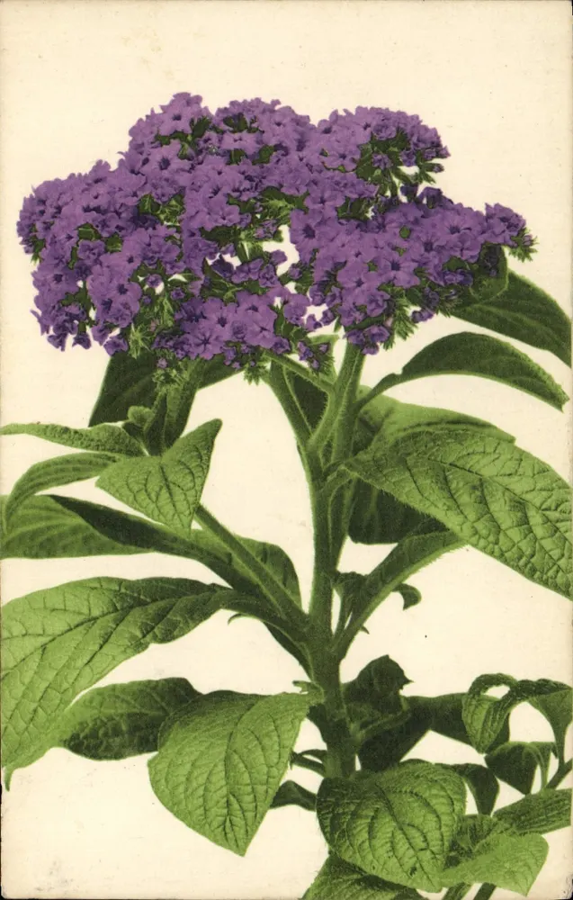 Planta com flores violetas — ilustração botânica — Parthenolidechneck & Martin Hemmel & Co., Stuttgart - Frente
